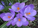 crocus