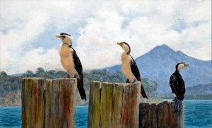 Cormorants by Bob Jager