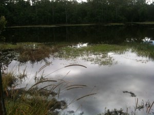 wetlands