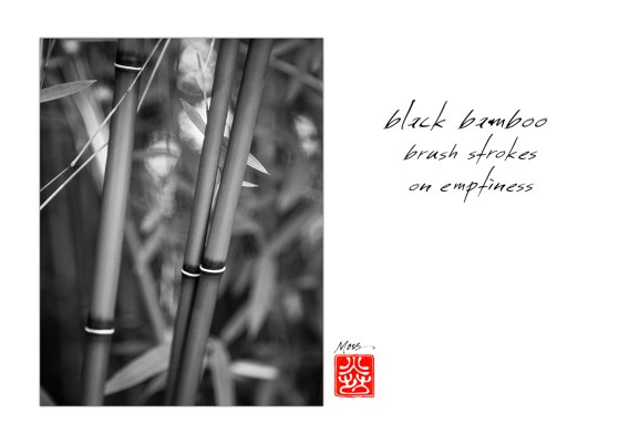 black bamboo.jpg