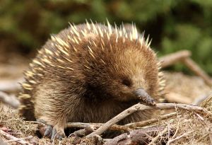800px-Echidna_(Tachyglossus_aculeatus_setosus)_3
